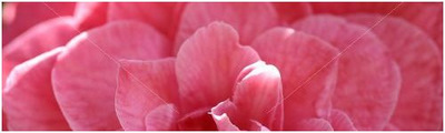 camelia